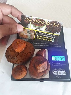 Pedras de fel bovino