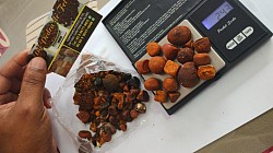 Pedras de fel bovino