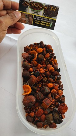 Cálculo biliar Bovino