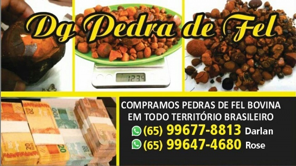 Líder no mercado de compra de pedras de fel bovina. Confiança e seriedade nas negociações. Vale a pena conferir!